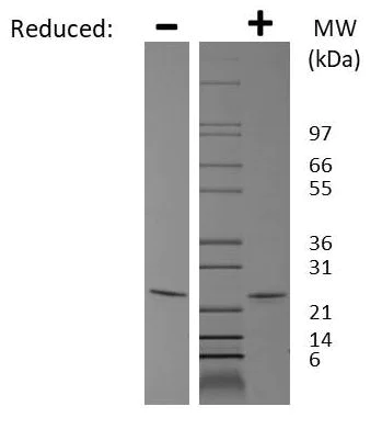 SDS-PAGE - Recombinant mouse Sonic Hedgehog protein (AB75431)