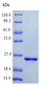 SDS-PAGE - Recombinant mouse Sonic Hedgehog protein (Active) (AB243237)