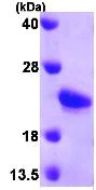 SDS-PAGE - Recombinant Mouse Sonic Hedgehog protein (His tag C-Terminus) (AB95307)