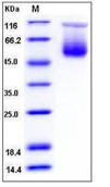SDS-PAGE - Recombinant Mouse SPA3C protein (His tag) (AB276828), expandable thumbnail