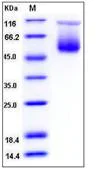 SDS-PAGE - Recombinant Mouse SPA3C protein (His tag) (AB276828)