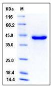 SDS-PAGE - Recombinant Mouse SPARC protein (His tag) (AB276860)