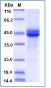 SDS-PAGE - Recombinant Mouse SPLASH protein (Fc Chimera) (AB277023)