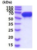 SDS-PAGE - Recombinant Mouse STIP1/STI1 protein (His tag) (AB219449), expandable thumbnail