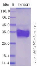 SDS-PAGE - Recombinant Mouse sTNF RI Protein Standard (His tag) (AB316474)