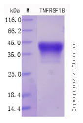 SDS-PAGE - Recombinant Mouse sTNF RII Protein Standard (His tag) (AB316472)