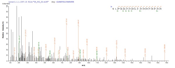 Mass Spectrometry - Recombinant Mouse SULT1A1/STP protein (Tagged) (AB236328), expandable thumbnail