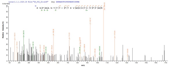 Mass Spectrometry - Recombinant Mouse SULT1A1/STP protein (Tagged) (AB236328), expandable thumbnail