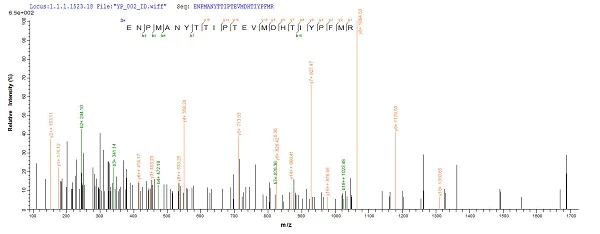 Mass Spectrometry - Recombinant Mouse SULT1A1/STP protein (Tagged) (AB236328)