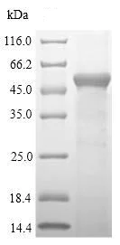 SDS-PAGE - Recombinant Mouse SULT1A1/STP protein (Tagged) (AB236328)