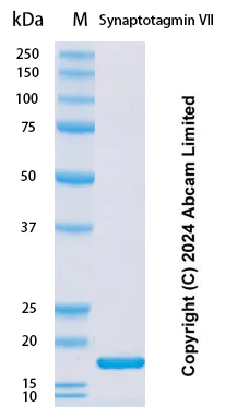 SDS-PAGE - Recombinant Mouse Synaptotagmin VII Protein Standard (His tag) (AB323160)