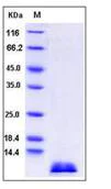 SDS-PAGE - Recombinant Mouse TARC/CCL17 protein (AB276756)