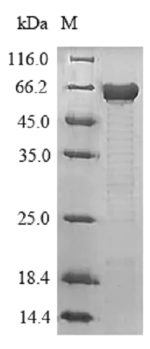 SDS-PAGE - Recombinant Mouse Tau protein (His tag) (AB241263)