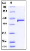 SDS-PAGE - Recombinant Mouse TC-2 protein (His tag) (AB276903)