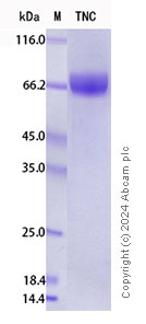 SDS-PAGE - Recombinant Mouse Tenascin C Protein Standard (His tag) (AB316523), expandable thumbnail