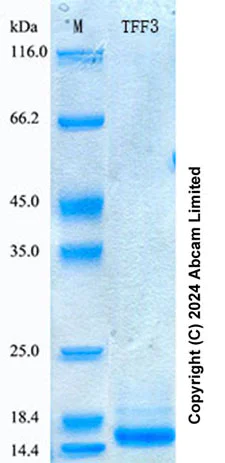 SDS-PAGE - Recombinant Mouse TFF3 Protein Standard (His tag) (AB316728)