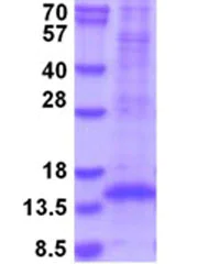 SDS-PAGE - Recombinant Mouse TGF beta 1 protein (His tag) (denatured) (AB208466)