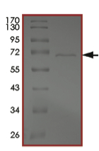 Recombinant mouse TGF beta Receptor II protein