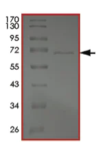 SDS-PAGE - Recombinant mouse TGF beta Receptor II protein (AB204100)