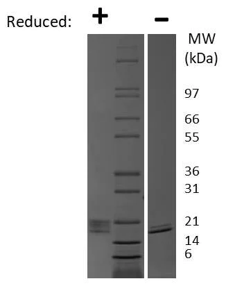 SDS-PAGE - Recombinant mouse Thrombopoietin protein (Active) (AB269187)