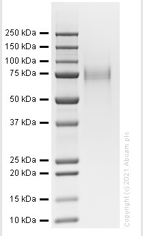 SDS-PAGE - Recombinant Mouse Thrombopoietin protein (Active) (AB282408), expandable thumbnail