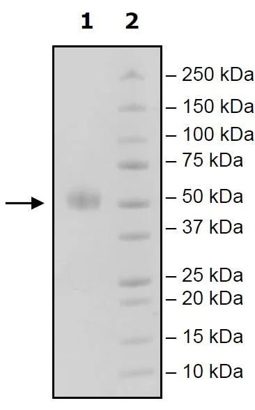 SDS-PAGE - Recombinant Mouse TIGIT protein (Biotin) (Fc tag N-Terminus + Avi tag N-Terminus) (AB271760)
