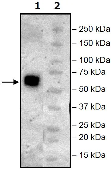 Western blot - Recombinant Mouse TIGIT protein (Biotin) (Fc tag N-Terminus + Avi tag N-Terminus) (AB271760)