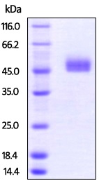 SDS-PAGE - Recombinant mouse TIGIT protein (Fc Chimera Active) (AB224738), expandable thumbnail