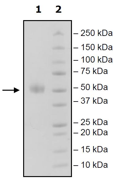 Recombinant Mouse TIGIT protein (Tagged) (Biotin)