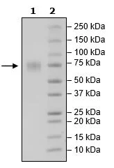 SDS-PAGE - Recombinant Mouse TIM 3 protein (Biotin) (Fc tag C-Terminus + Avi tag C-Terminus) (AB271764)
