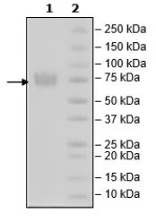 SDS-PAGE - Recombinant Mouse TIM 3 protein (Fc tag C-Terminus + Avi tag C-Terminus) (AB271763)