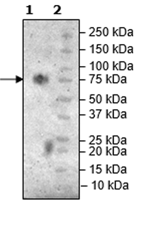 Western blot - Recombinant Mouse TIM 3 protein (Tagged) (Biotin) (AB271764), expandable thumbnail