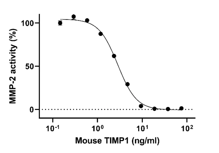 Biological Activity - Recombinant Mouse TIMP1 Protein (Active) (AB291058)