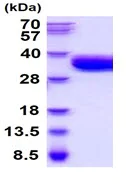 SDS-PAGE - Recombinant Mouse Tissue Factor protein (His tag C-Terminus) (AB222450)