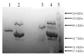 SDS-PAGE - Recombinant mouse Tissue Plasminogen Activator protein (AB92715), expandable thumbnail
