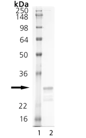 SDS-PAGE - Recombinant Mouse TL1A protein (AB157011)