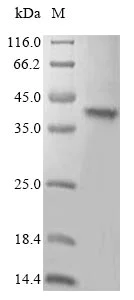 SDS-PAGE - Recombinant Mouse TLR7 protein (Tagged) (AB267927)