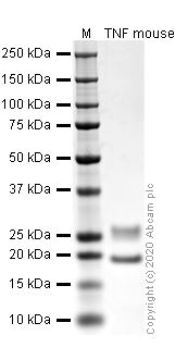 SDS-PAGE - Recombinant mouse TNF alpha protein (Active) (AB259411), expandable thumbnail