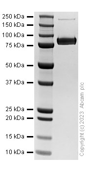 Recombinant Mouse TNFRSF11B Protein (Fc)