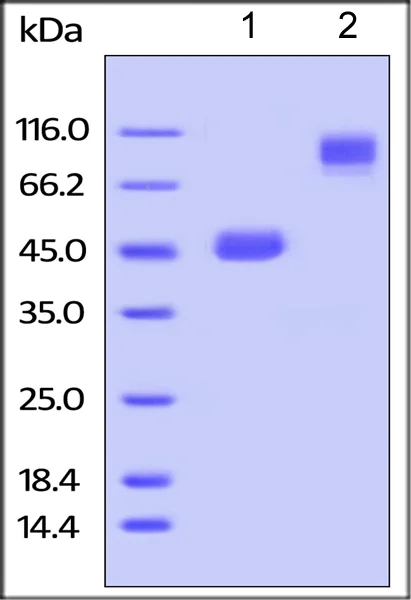 SDS-PAGE - Recombinant mouse TNFSF18/GITRL protein (Fc Chimera Active) (AB219721)