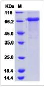 SDS-PAGE - Recombinant Mouse TR-1 protein (Fc Chimera) (AB276786)