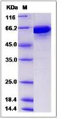 SDS-PAGE - Recombinant mouse Transferrin protein (His tag) (AB276933)