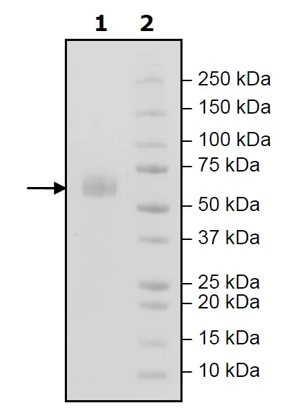 SDS-PAGE - Recombinant Mouse TREM2 protein (Biotin) (Fc tag C-Terminus + Avi tag C-Terminus) (AB271772)
