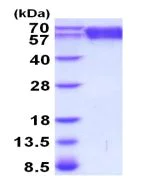 SDS-PAGE - Recombinant Mouse TrkB protein (AB208479)