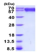 SDS-PAGE - Recombinant Mouse TrkB protein (AB208479)
