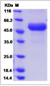 SDS-PAGE - Recombinant Mouse Tumor necrosis factor receptor superfamily member 26 protein (Fc Chimera) (AB276999)