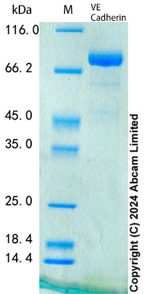 SDS-PAGE - Recombinant Mouse VE Cadherin Protein Standard (His tag) (AB316592)