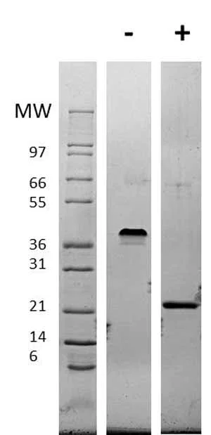 Western blot - Recombinant mouse VEGF 165A protein (AB62134)