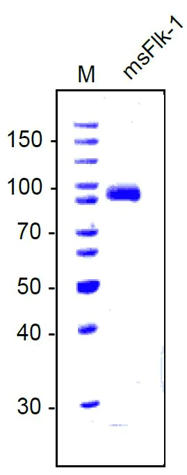 SDS-PAGE - Recombinant mouse VEGF Receptor 2 protein (AB134453)