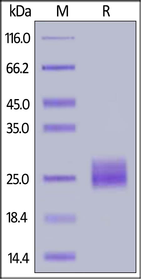 Recombinant mouse VEGFA protein (Active)
